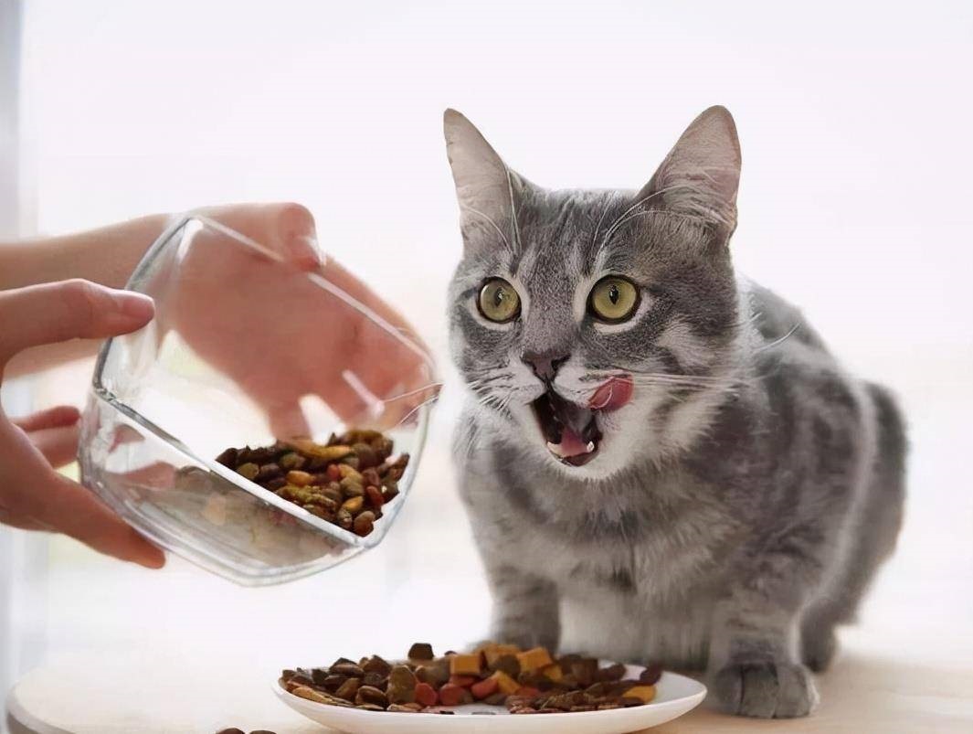 最近猫猫在吃的猫粮