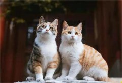 <b>猫猫和主人的前世因果 猫和人的前世缘分</b>