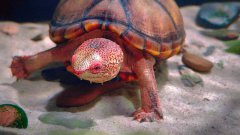 <b>斑纹泥龟可以冬眠吗 斑纹泥龟可以冬眠吗为什么</b>