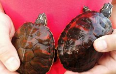 <b>火焰龟多少钱一只 火焰龟多少钱一只小龟</b>
