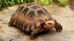 <b>缅甸陆龟多少钱一只：缅甸陆龟多少钱一斤</b>