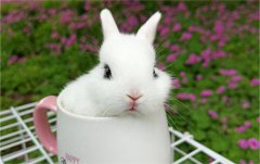 茶杯兔多少钱一只 茶杯兔多少钱一只幼崽