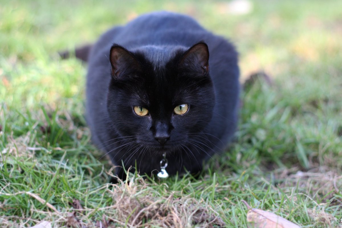 黑猫多少钱一只 纯黑色猫咪一般多少钱