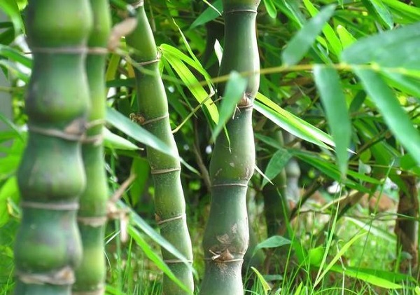 盆栽竹子种类及图片 盆栽竹子种类及图片大全