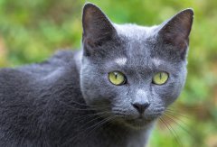 <b>俄罗斯蓝猫价格：纯种俄罗斯蓝猫多少钱一只</b>