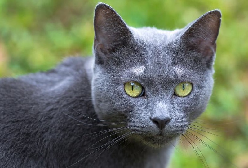 俄罗斯蓝猫价格：纯种俄罗斯蓝猫多少钱一只