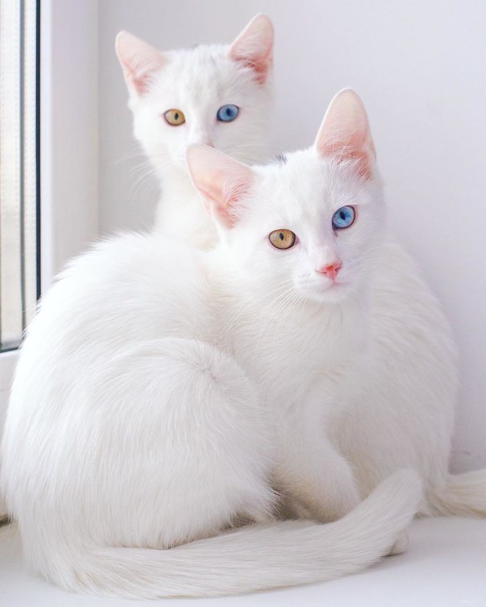 异瞳猫多少钱一只 白色异瞳猫多少钱一只