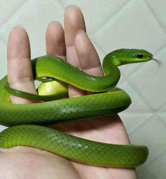 全身绿色的蛇是什么蛇 绿色的蛇叫什么蛇