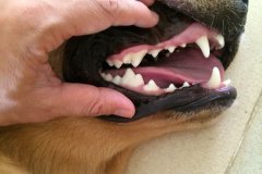 狗狗各阶段牙齿图片 幼犬各阶段牙齿图