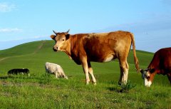 <b>2024属牛要小心一个人 2024年属牛的人要小心什么生肖</b>