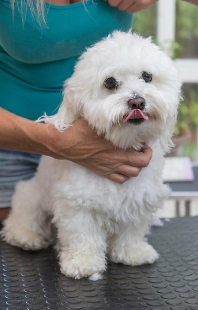 智商高又不掉毛的狗 智商高又不掉毛的狗中型犬