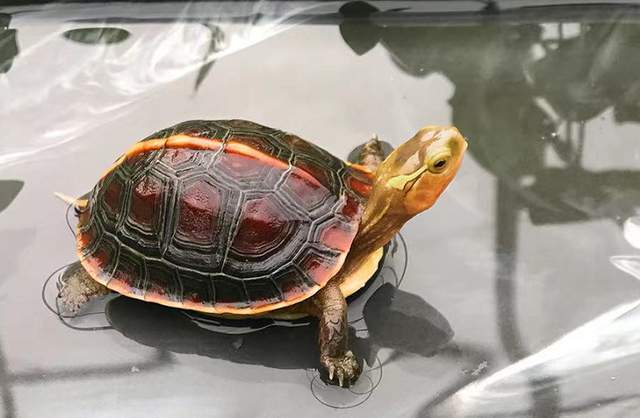 中国十大名贵乌龟 中国十大名贵乌龟分布在哪里