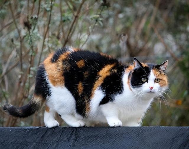 三花猫千万不能养 三花猫千万不能养的原因