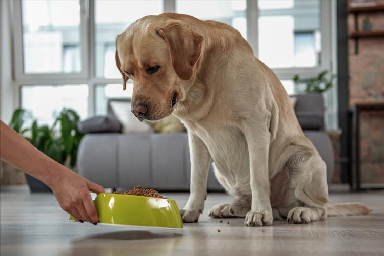 十大最认主的狗狗 十大最认主的狗狗小型犬