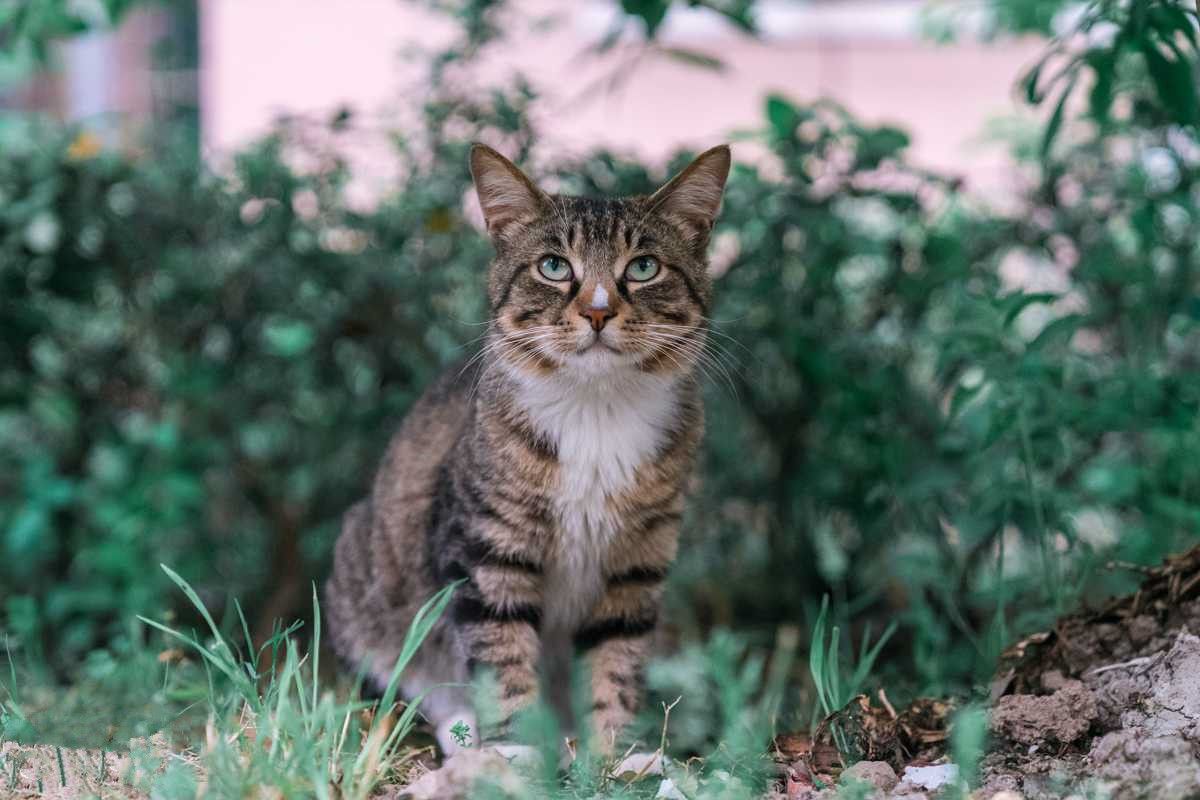 狸花猫最稀有的品相 狸花猫最稀有的品相长什么样