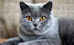 猫丢了如何快速找回