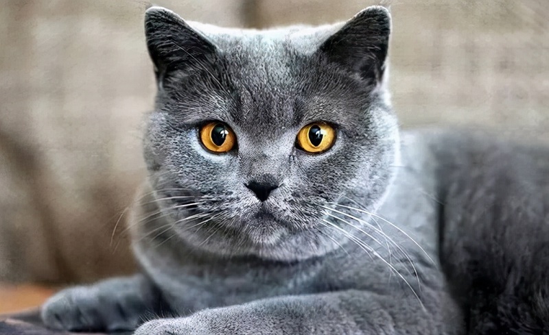 猫丢了如何快速找回