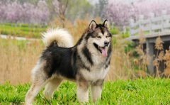 阿拉斯加犬怎么养 阿拉斯加犬优缺点有哪