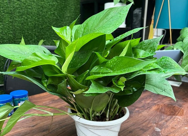 30种耐阴植物室内盆栽 最耐阴的室内植物盆栽排名