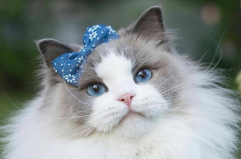世界上最萌的猫长什么样