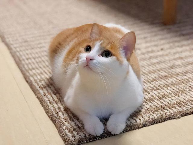 什么猫便宜又好养