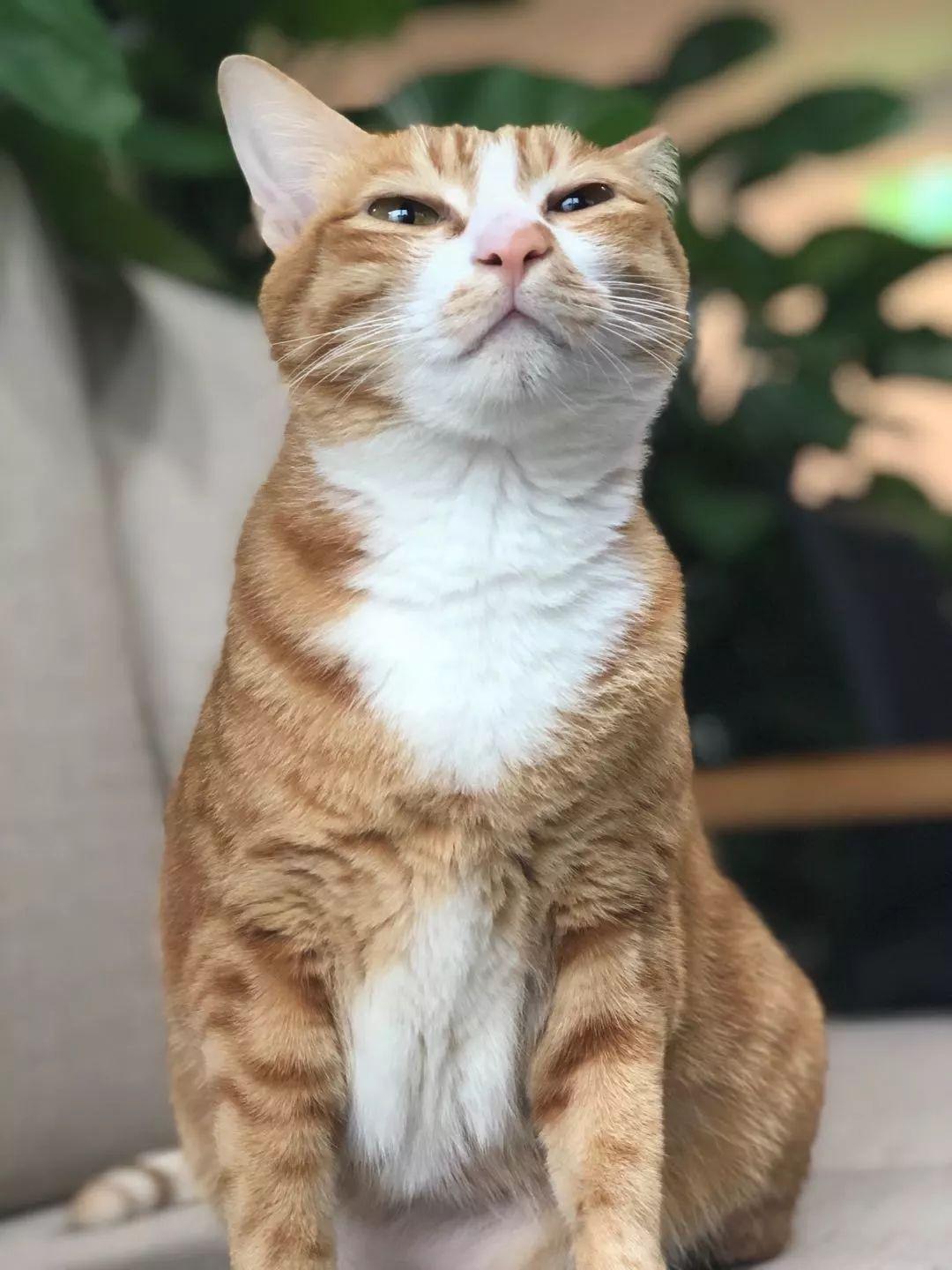 猫要吃什么猫粮？猫吃什么猫粮不拉稀