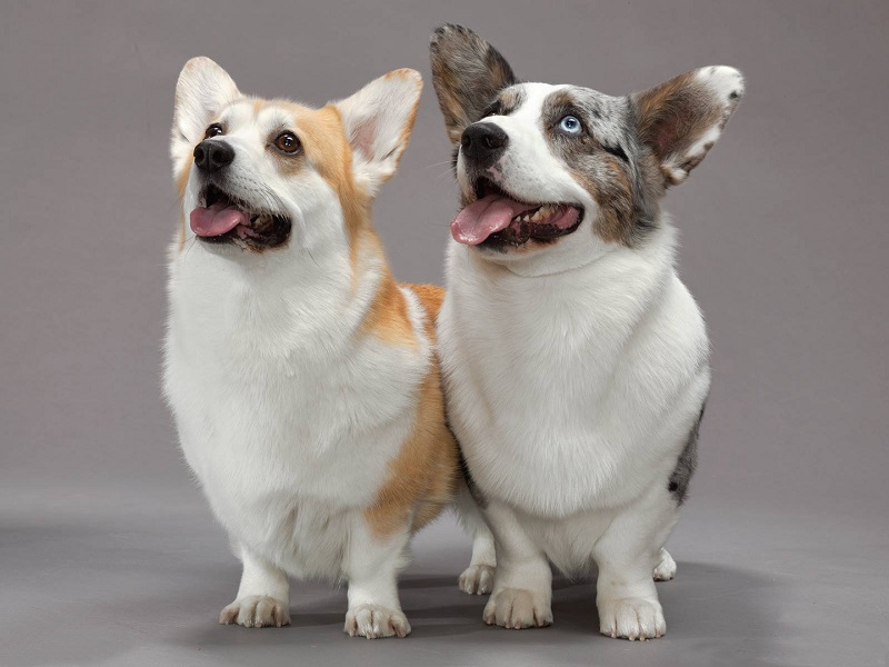 柯基狗不爱叫是怎么回事？柯基犬是不是不爱叫
