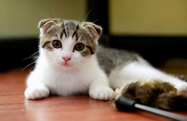 养折耳猫需要什么 养折耳猫需要必备什么东西