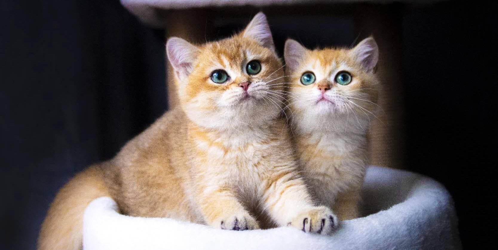 猫玩具都有什么用(英短猫喜欢什么玩具)