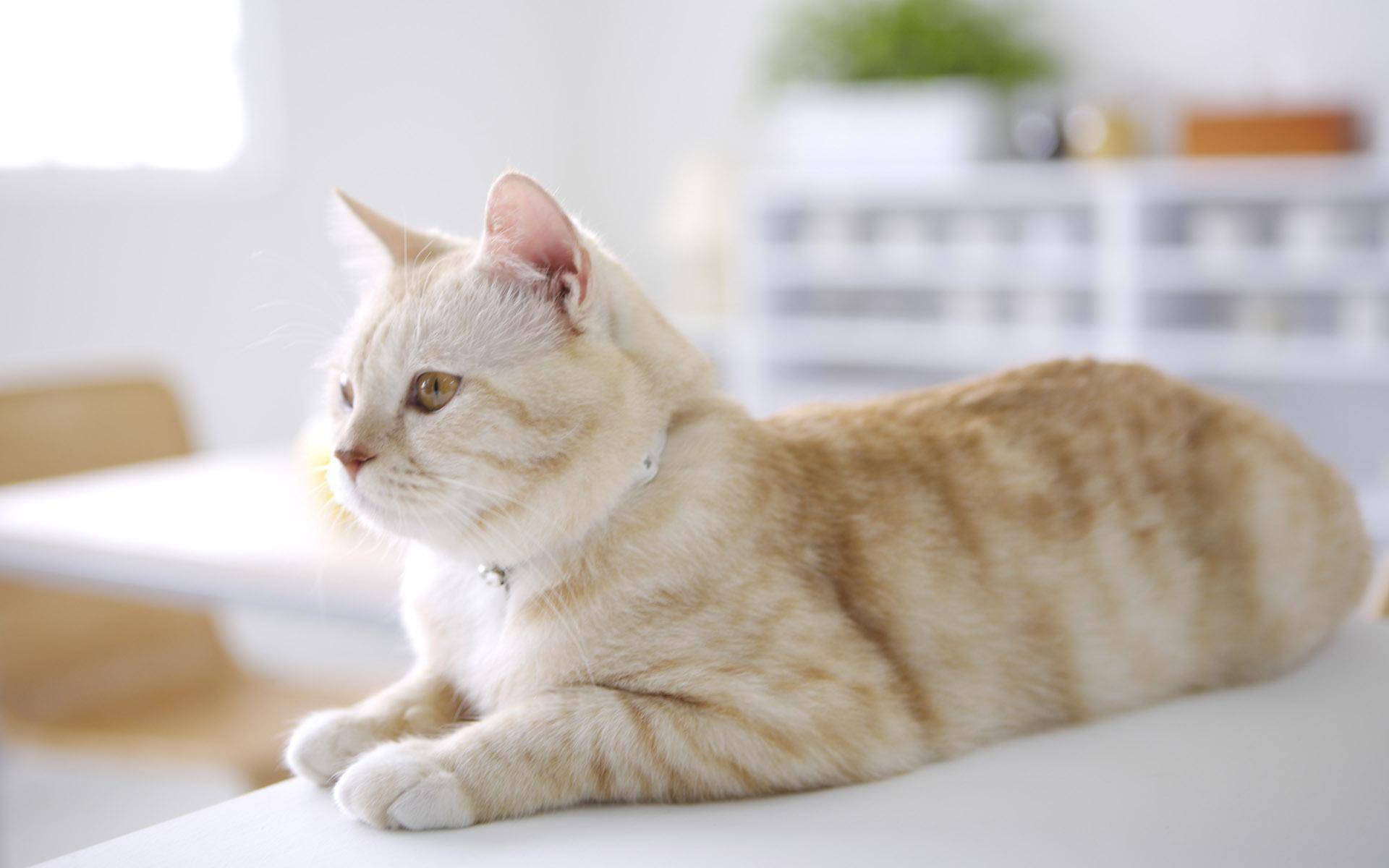 狮子猫和拿破仑猫的区别