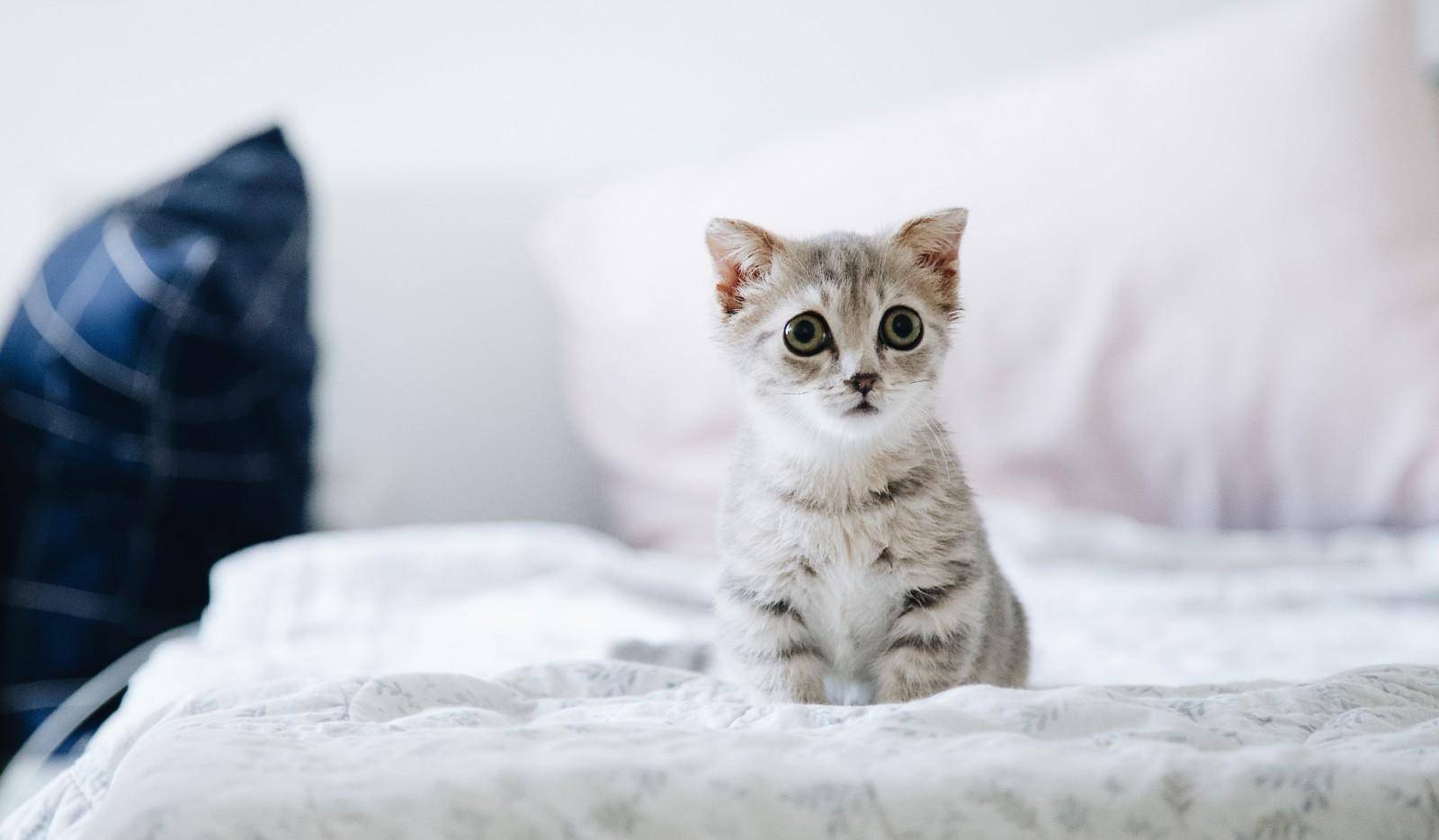 小猫的牙齿有什么特点 小猫长牙齿会有什么症状