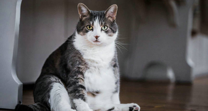 猫为什么总在外面拉屎？猫为什么喜欢在外面拉
