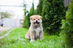 小狗换牙怎么打理 小狗换牙齿得注意什么