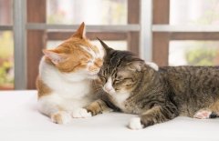 猫咪节育后感染怎么办 猫咪节育需要多少