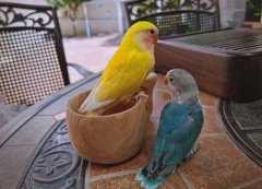 十一岁小孩子能养鸟吗(小孩子可以养鸟吗