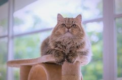 幼猫得鼻支可以自愈吗 猫是怎样得上鼻支