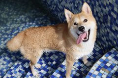 宠物狗经常发抖是什么原因 宠物狗为什么