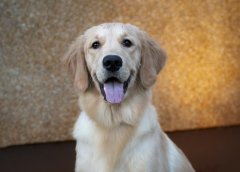 小狗两个月能吃肉吗 金毛小狗两个月能不