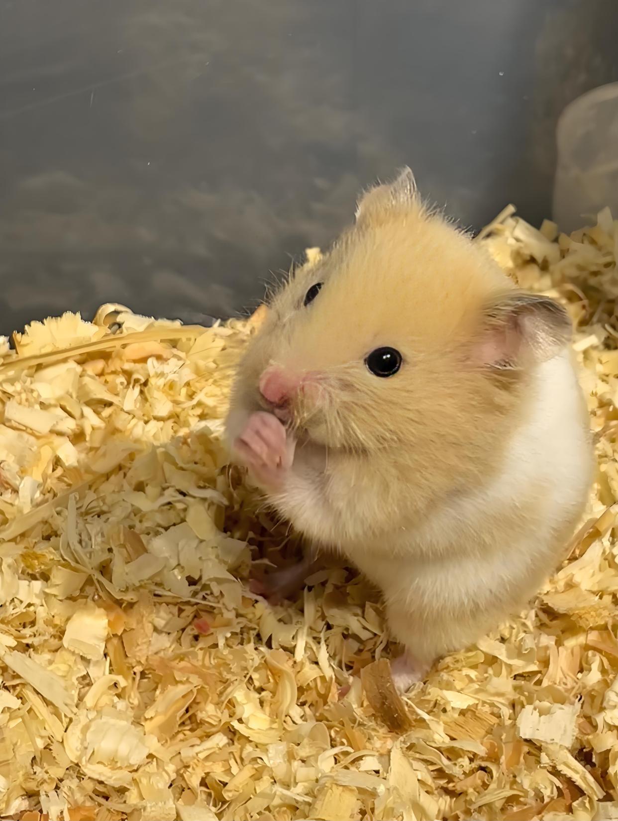 仓鼠宝宝怎么养活(如何养活仓鼠宝宝)