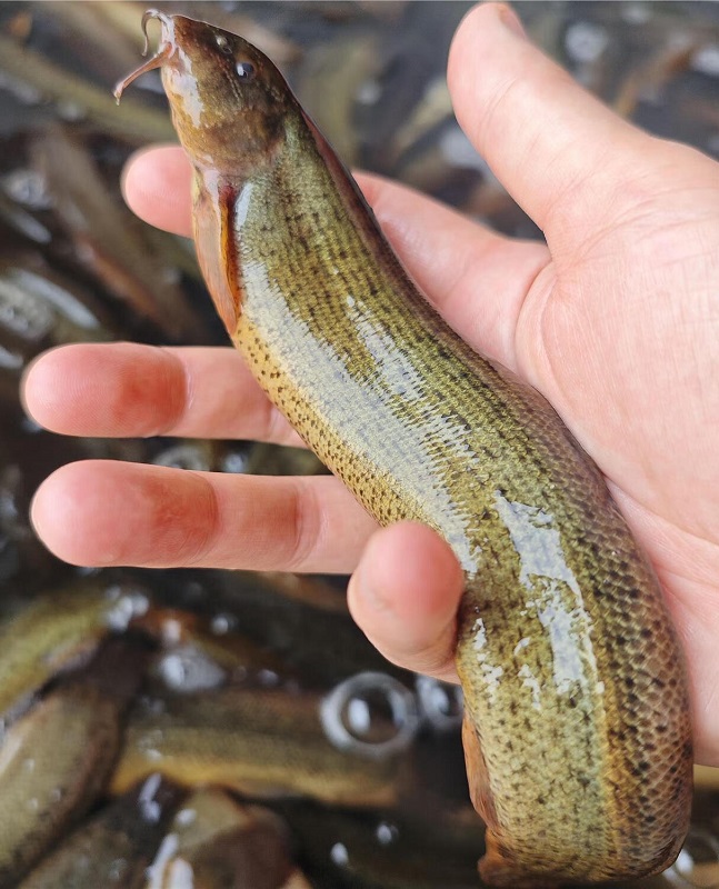 刺鳅鱼怎么养(刺鳅鱼怎么养殖)