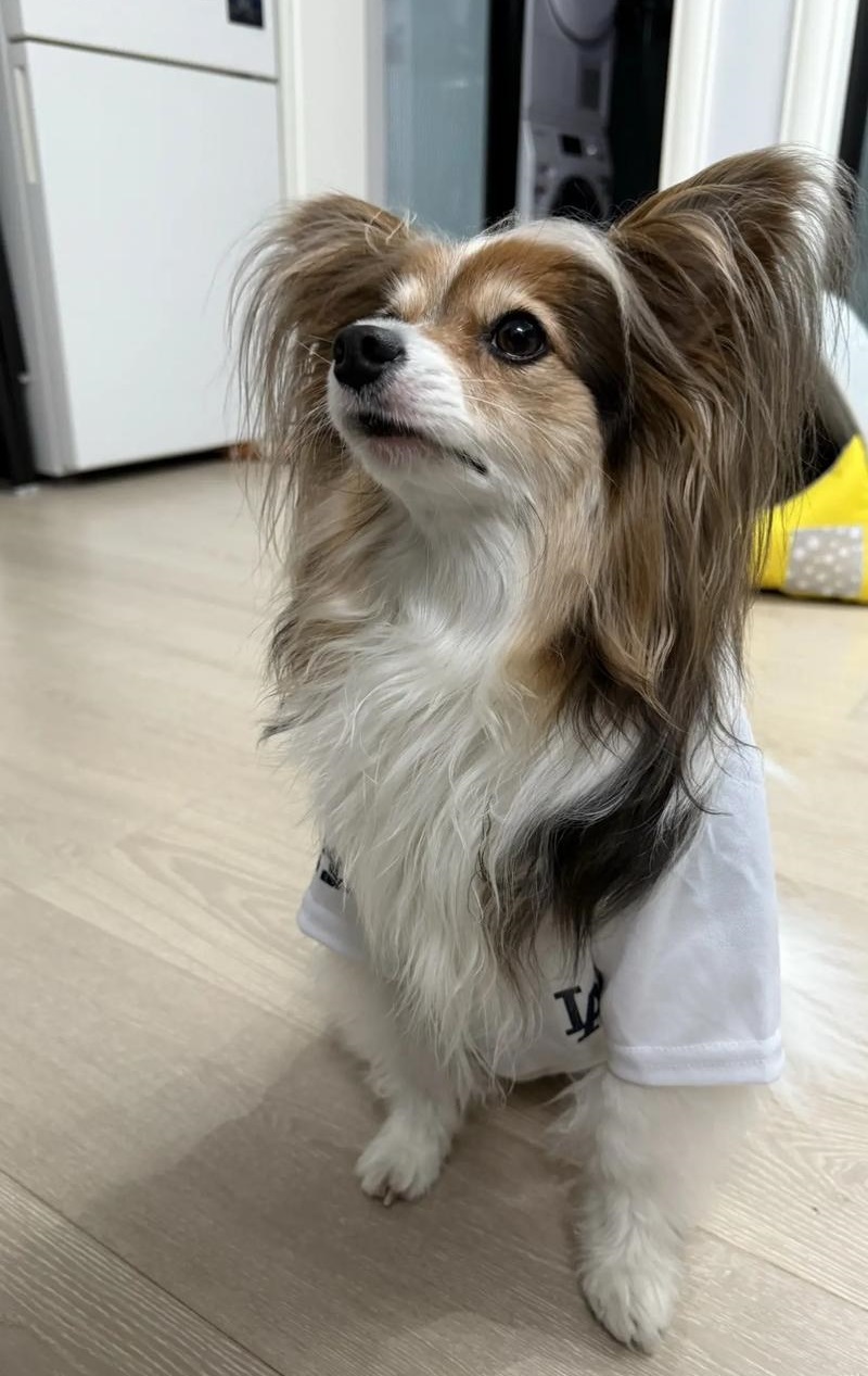 蝴蝶犬的速度是多少(蝴蝶犬一般多少斤